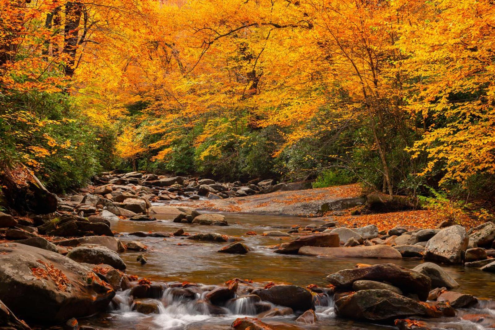 Romantic, Honeymoon Cabin In The Smokies! Gatlinburg Extérieur photo